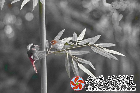 DSC_5956zaa_调整大小.jpg