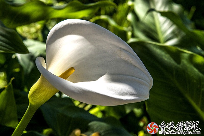 DSC_1685副本.jpg