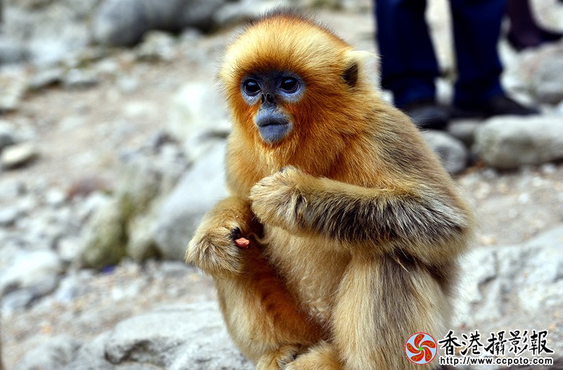 DSC金丝猴_6652.JPG