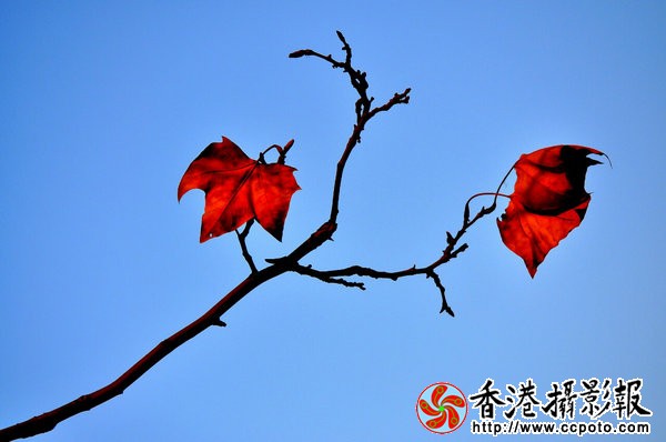 DSC_0227_副本(1)_1452335424445_1.jpg