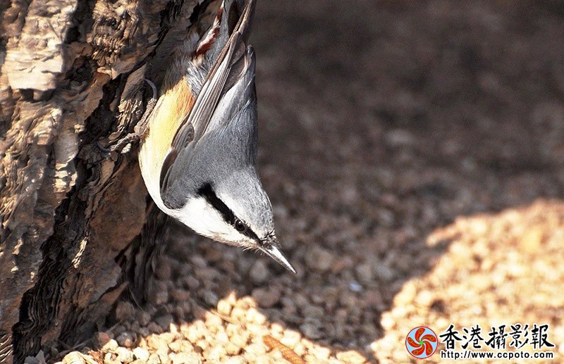 普通DSC_0103.JPG
