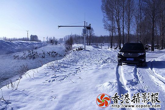 灰雁展凝香
