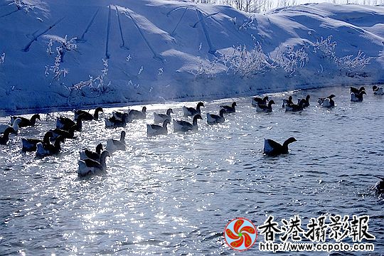 灰雁展凝香