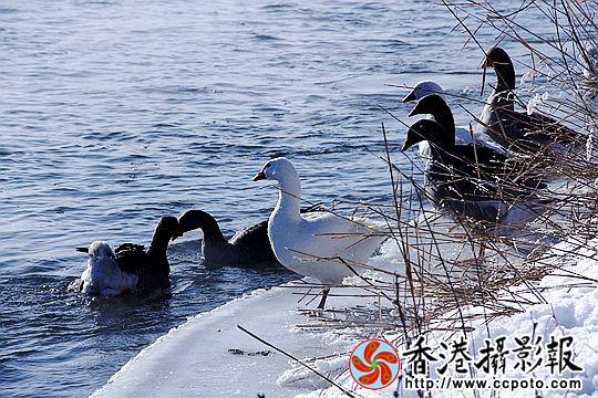 灰雁展凝香