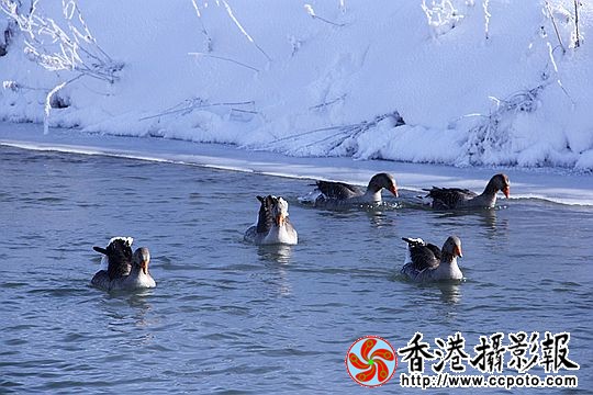 灰雁展凝香