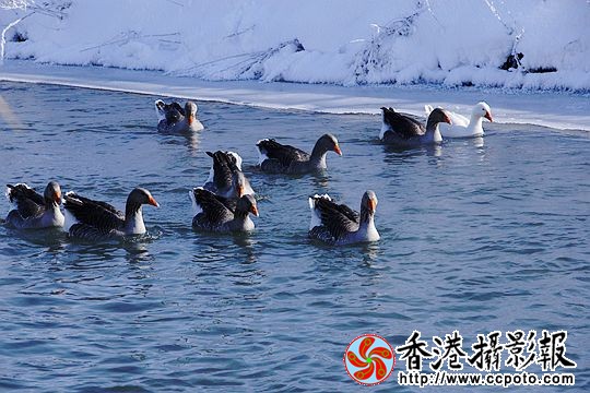 灰雁展凝香