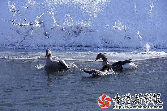 灰雁展凝香