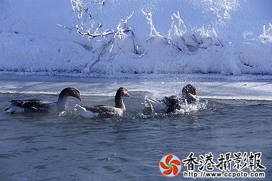 灰雁展凝香