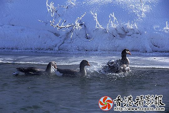 灰雁展凝香