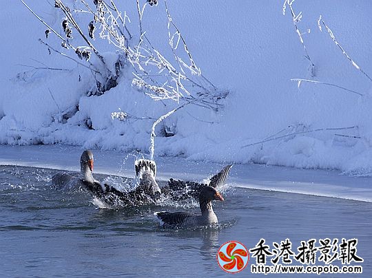 灰雁展凝香