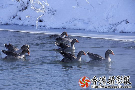 灰雁展凝香