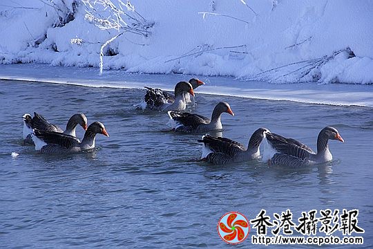 灰雁展凝香