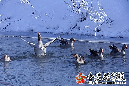 灰雁展凝香