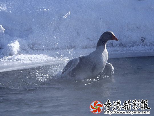 灰雁展凝香