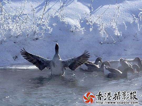 灰雁展凝香