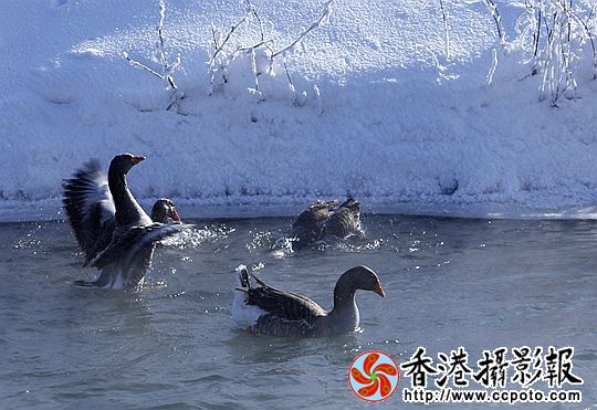 灰雁展凝香