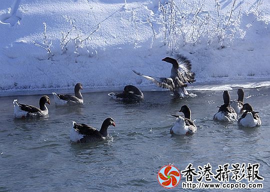 灰雁展凝香