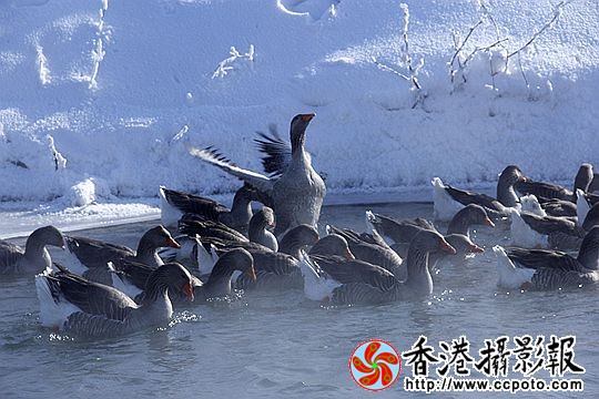灰雁展凝香