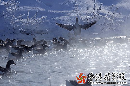 灰雁展凝香
