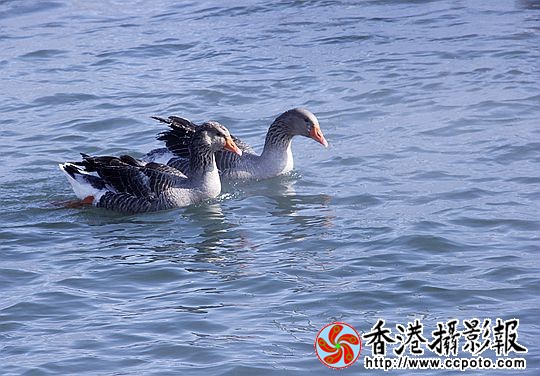 灰雁展凝香