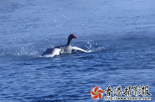 灰雁展凝香