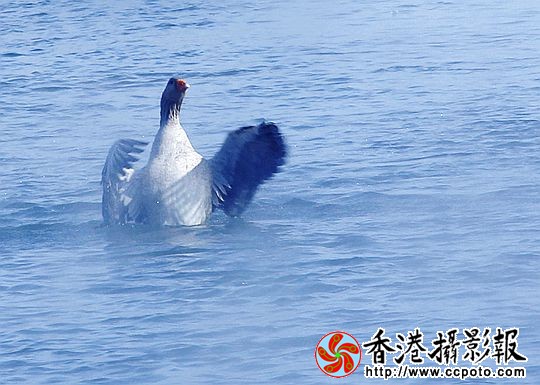 灰雁展凝香