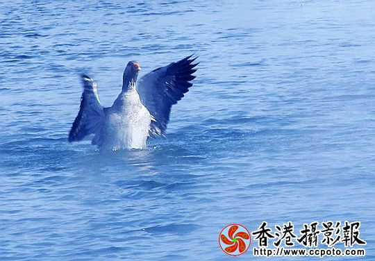 灰雁展凝香