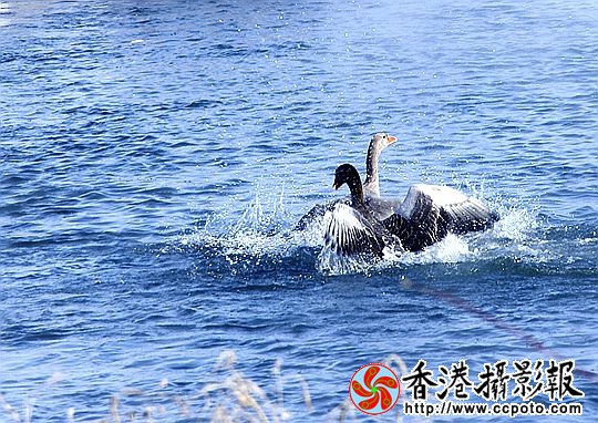 灰雁展凝香