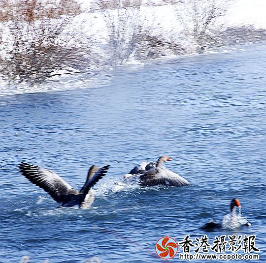 灰雁展凝香