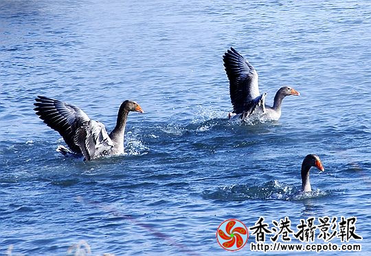 灰雁展凝香