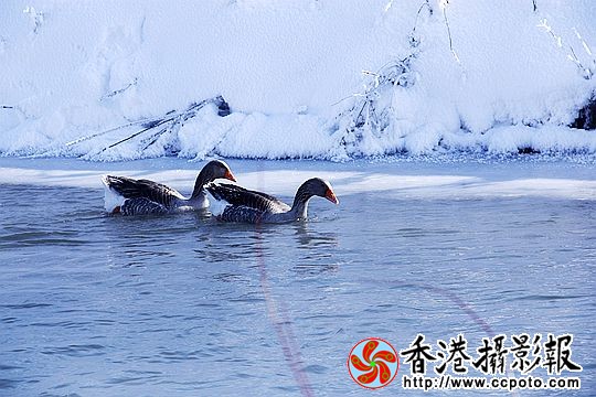 灰雁展凝香