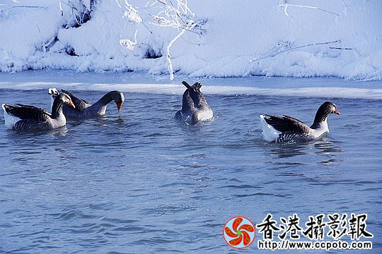 灰雁展凝香