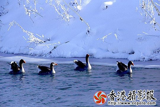 灰雁展凝香