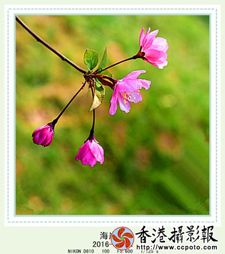 DSC_2389_副本_副本.jpg