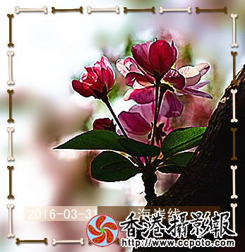 DSC_2411_副本_副本.jpg