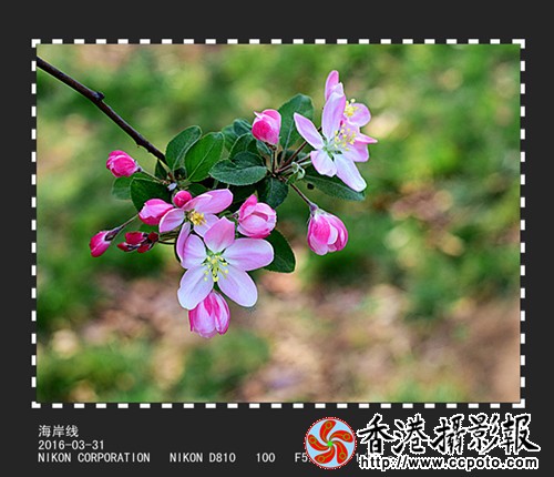 DSC_2420_副本_副本.jpg