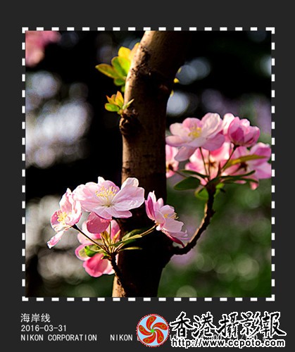 DSC_2453_副本_副本.jpg