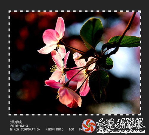 DSC_2456_副本_副本.jpg