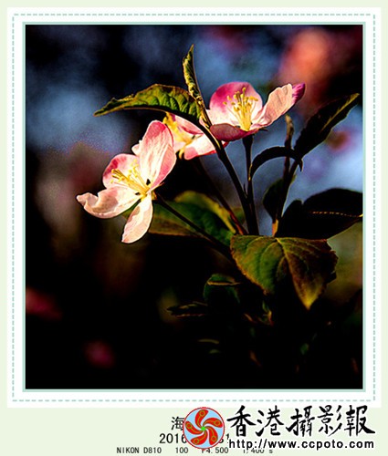 DSC_2458_副本_副本.jpg