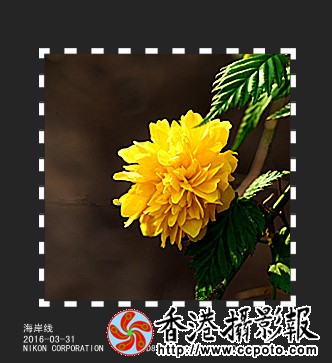 DSC_2460_副本_副本.jpg