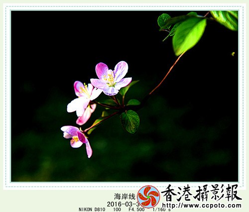 DSC_2459_副本_副本.jpg