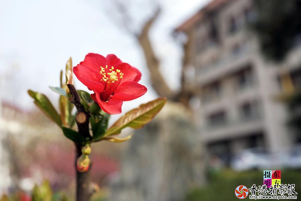 南街海棠花1..jpg
