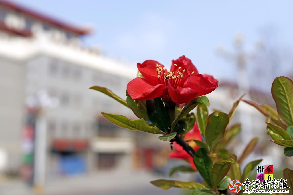 南街海棠花2..jpg