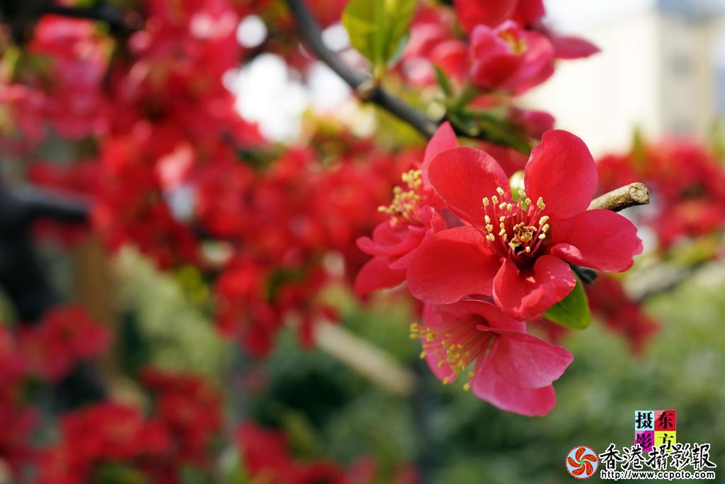 南街海棠花4..jpg
