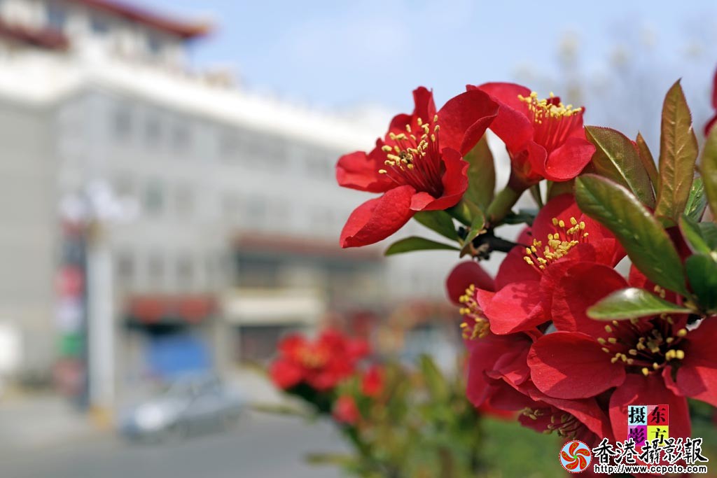 南街海棠花3..jpg