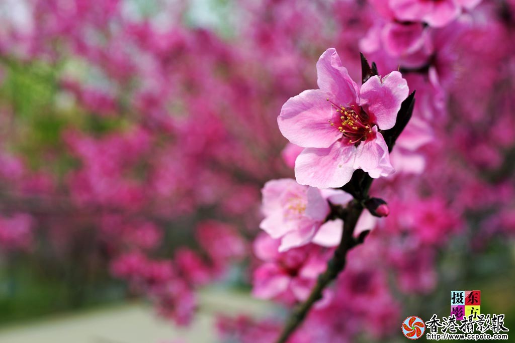 春花随拍1..jpg
