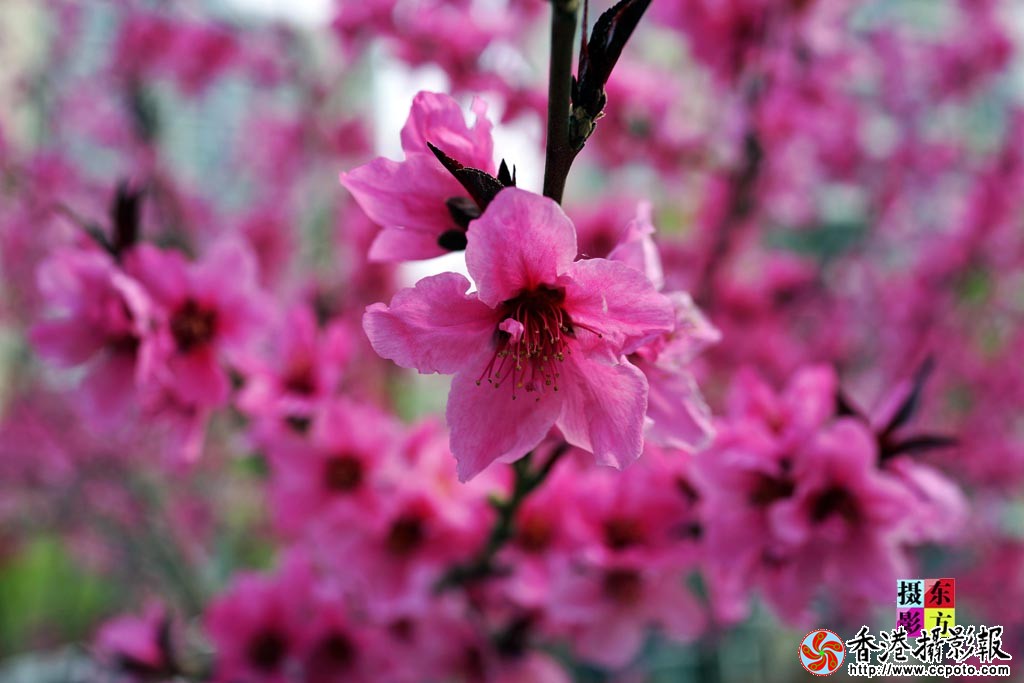 春花随拍3..jpg