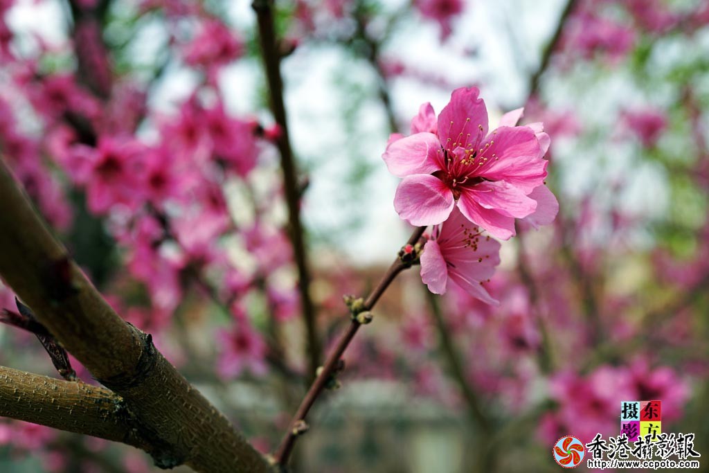 春花随拍2..jpg