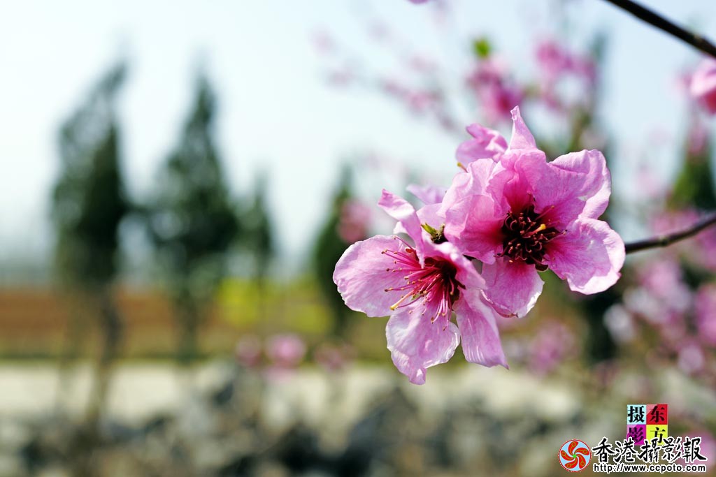 春花随拍4..jpg
