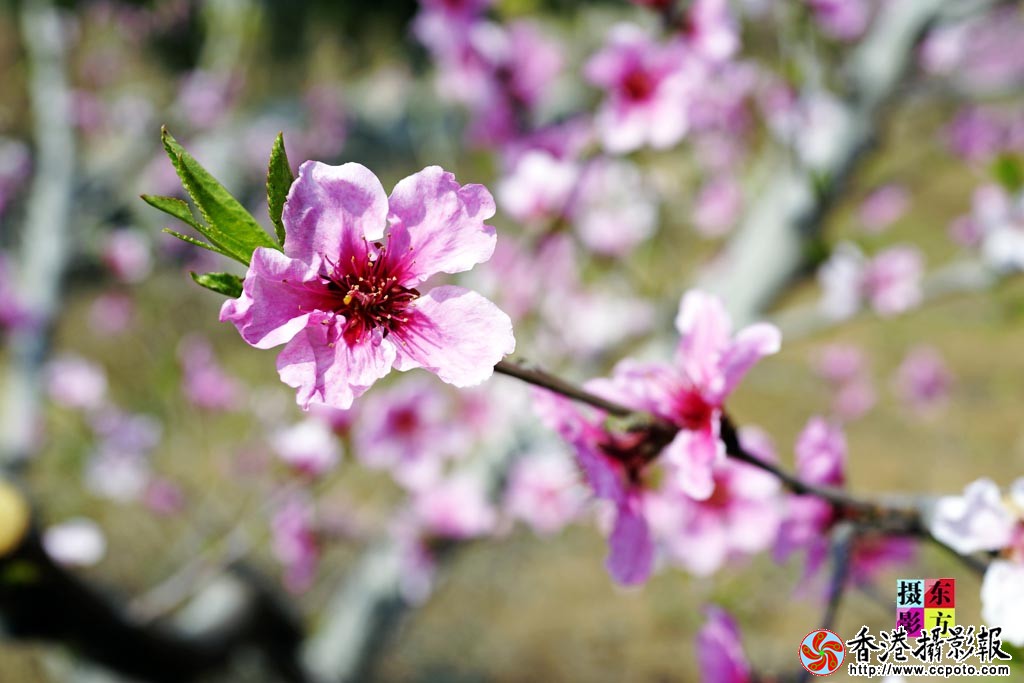春花随拍5..jpg